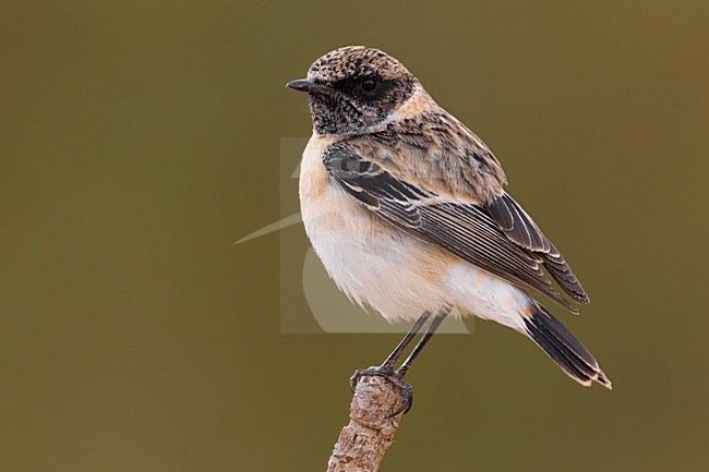 Kaspische Roodborsttapuit, Caspian Stonechat stock-image by Agami/Daniele Occhiato,