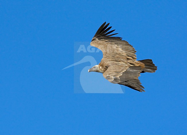 Vale Gier in de vlucht; Griffon Vulture in flight stock-image by Agami/Markus Varesvuo,