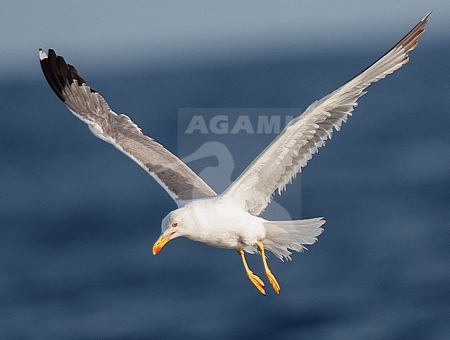 Yellow-legged Gull (Larus michahellis michahellis) foraging at sea in Madeira. Worn adult bird hanging in mid-air above the Atlantic ocean. stock-image by Agami/Marc Guyt,