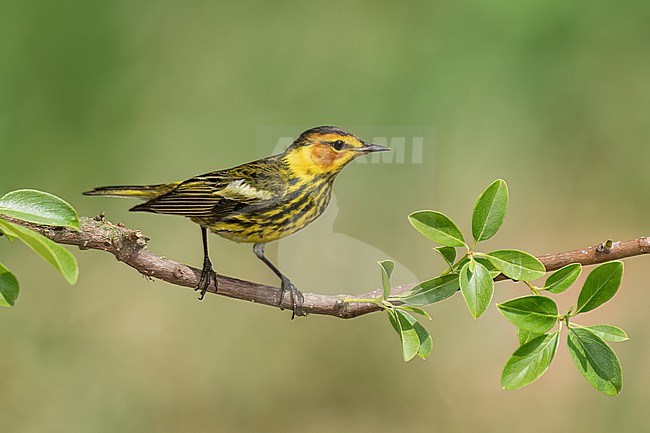 Adult male
Galveston Co., TX
April 2022 stock-image by Agami/Brian E Small,