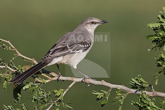Adult 
Hidalgo Co., TX 
January 2009 stock-image by Agami/Brian E Small,