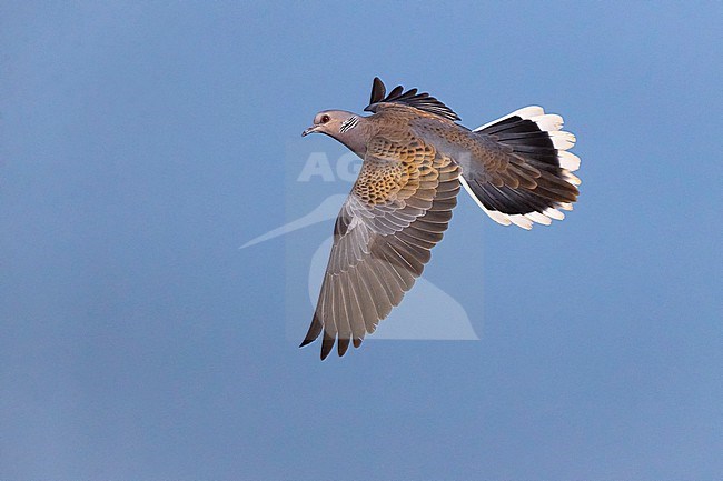 Adult Eurasian Turtle Dove, Streptopelia turtur, in Italy. In flight. stock-image by Agami/Daniele Occhiato,