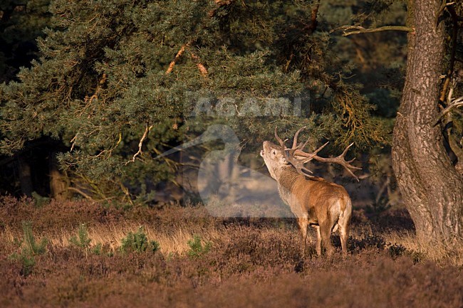 Edelhert man burlend; Red deer male roaring stock-image by Agami/Kristin Wilmers,