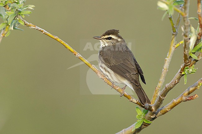 Adult Northern Waterthrush (Parkesia noveboracensis) perched in small bush on the tundra on Seward Peninsula, Alaska, USA in June. stock-image by Agami/Brian E Small,