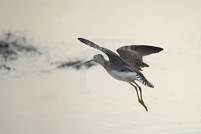 Adult Solitary Sandpiper (Tringa solitaria solitaria) in non-breeding plumage, bird in flight against whitish background stock-image by Agami/Kari Eischer,