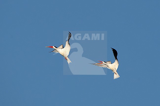 Indian Skimmer, Rynchops albicollis, in India. stock-image by Agami/Dani Lopez-Velasco,