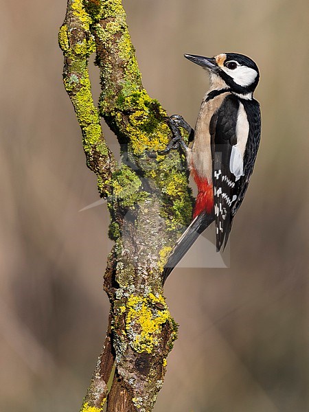 Great Spotted Woodpecker (Dendrocopos major) stock-image by Agami/Daniele Occhiato,