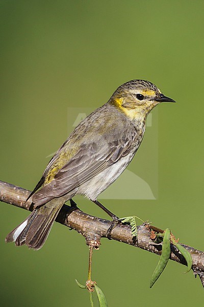 Adult female breeding
Galveston Co., TX
May 2012 stock-image by Agami/Brian E Small,