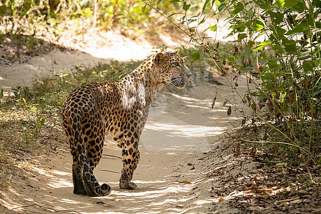 Sri Lankan leopard, Panthera pardus kotiya stock-image by Agami/Hans Germeraad,