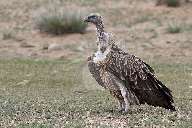 Himalayan vulture (Gyps himalayensis) in Mongolia. Standing on the ground. stock-image by Agami/James Eaton,