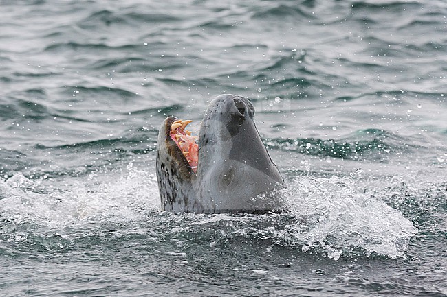 A leopard seal, Hydrurga leptonyx, Petermann Island, Antarctica. Antarctica. stock-image by Agami/Sergio Pitamitz,