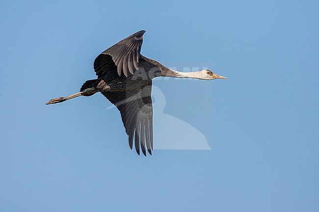 Wintering immature Hooded Crane (Grus monacha) at Arasaki Crane Center, Izumi-shi, Kyushu, Japan. In flight, seem from below. stock-image by Agami/Marc Guyt,