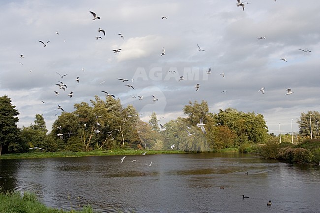 Black-headed Gull group flying in a Dutch citypark; Kokmeeuw vliegend in stadspark in Weesp stock-image by Agami/Marc Guyt,