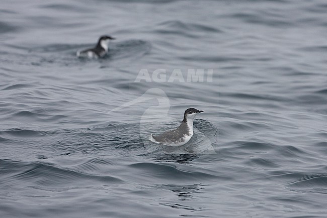 Scripps's murrelet, Synthliboramphus scrippsi stock-image by Agami/Martijn Verdoes,
