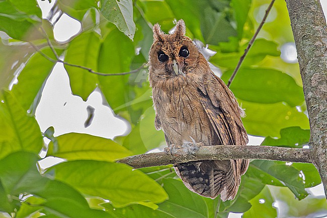 Jamaican owl (Asio grammicus) on Jaimaca. stock-image by Agami/Pete Morris,