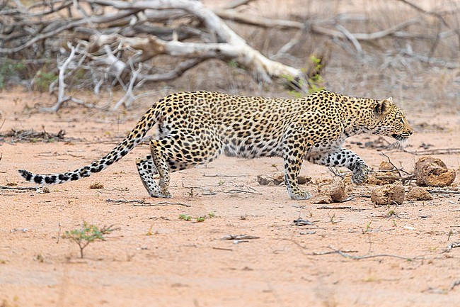 Leopard (Panthera pardus), adult female sneaking towards a prey, Mpumalanga, South Africa stock-image by Agami/Saverio Gatto,