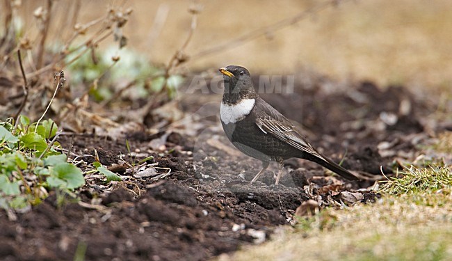 Ring Ouzel male standing on the ground; Beflijster man staand op de grond stock-image by Agami/Markus Varesvuo,