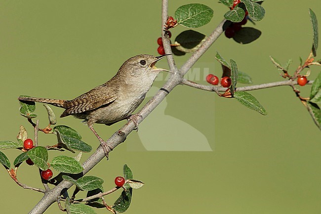 Adult House Wren (Troglodytes aedon) 
Kamloops, B.C., Canada. stock-image by Agami/Brian E Small,