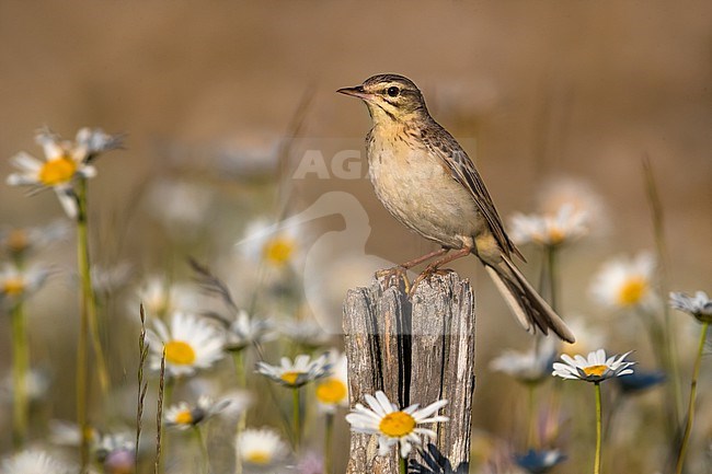 Tawny Pipit (Anthus campestris) in France. stock-image by Agami/Daniele Occhiato,