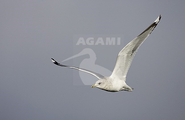 Volwassen winterkleed Amerikaanse Stormmeeuw; Adult Short-billed Gull non-breeding stock-image by Agami/Mike Danzenbaker,