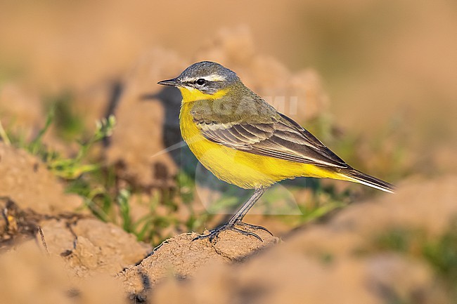 Adult male Yellow Wagtail (Motacilla flava flava) walking on earth in Leefdael, Bertem, Vlaamse Brabant, Belgium. stock-image by Agami/Vincent Legrand,