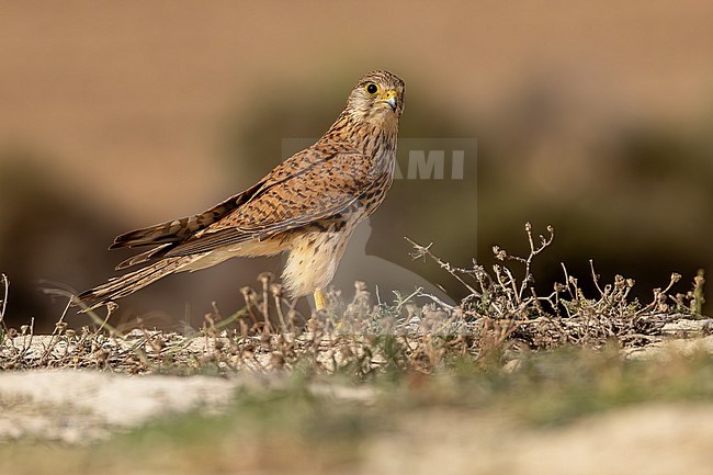 (Common Kestrel (female) stock-image by Agami/Onno Wildschut,