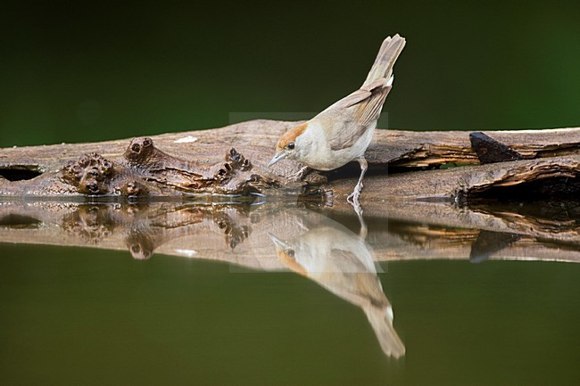 Drinkend Vrouwtje Zwartkop; Female Eurasian Blackcap drinking stock-image by Agami/Marc Guyt,