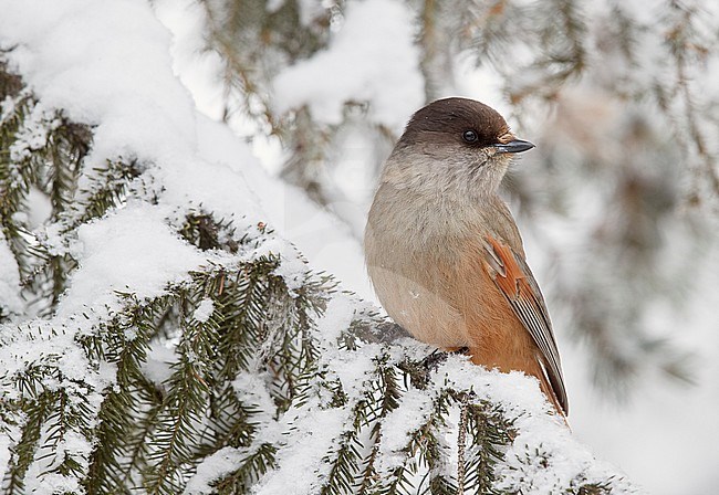 Siberian Jay (Perisoreus infaustus) wintering in a cold snow covered taiga forest in northern Finland. Looking over shoulder. stock-image by Agami/Markus Varesvuo,