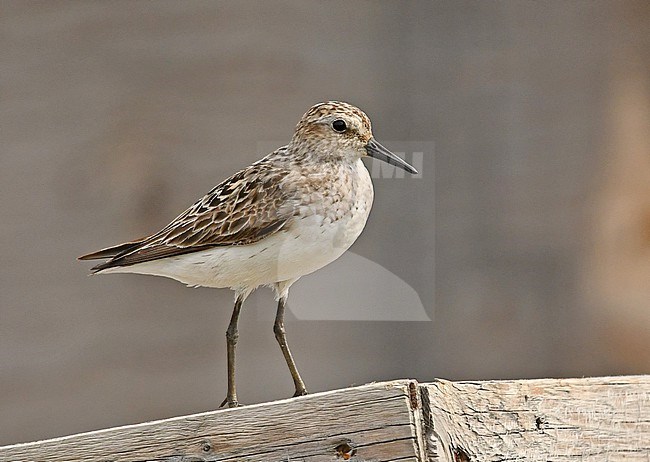 The Semipalmated Sandpiper breeds at the tundra of arctic North America. stock-image by Agami/Eduard Sangster,