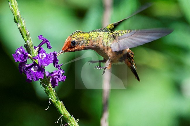 A female Rufous-crested coquette (Lophornis delattrei)  is actively feeding on a flower at the Amazonia Lodge in Peru. stock-image by Agami/Jacob Garvelink,