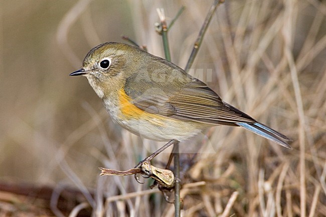 immature male Red-flanked Bluetail perched; onvolwassen man Blauwstaart zittend stock-image by Agami/Marc Guyt,