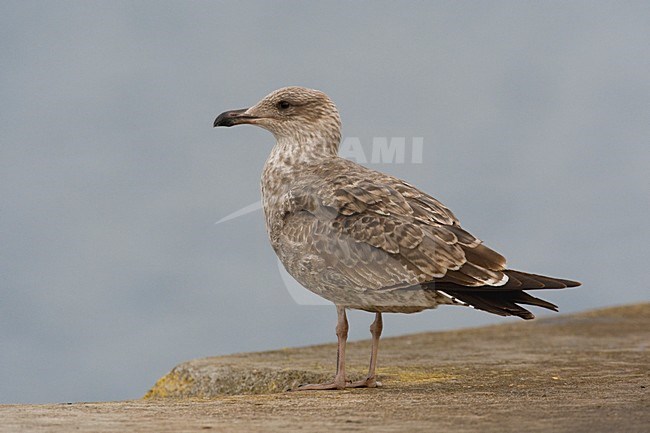 Gabbiano reale atlantico; Azores Yellow-legged Gull; Larus micha stock-image by Agami/Daniele Occhiato,