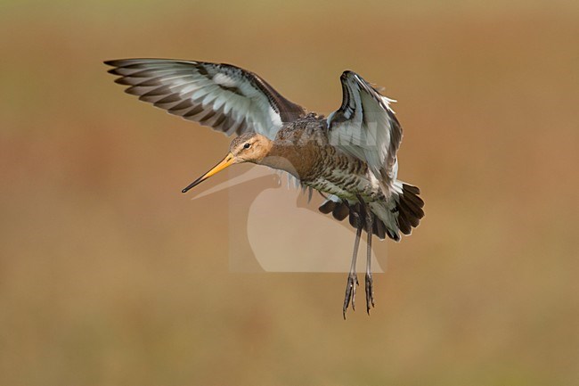 Another landing (2/3); Andere landing (2/3) stock-image by Agami/Arie Ouwerkerk,