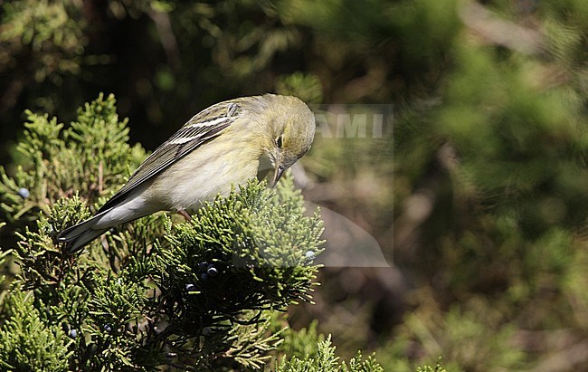Blackpoll Warbler (Setophaga striata) during autumn migration at Cape May, New Jersey in USA. Foraging on insects to get straight for the flight south. stock-image by Agami/Helge Sorensen,