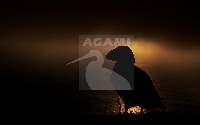 Papegaaiduiker met zonsondergang, Atlantic Puffin in sunset stock-image by Agami/Markus Varesvuo,