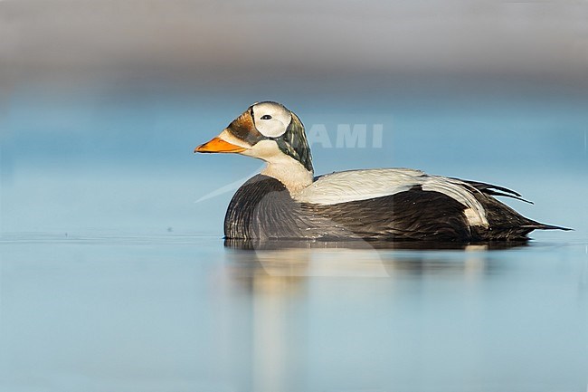 Adult male Spectacled Eider (Somateria fischeri) in tundra pool during the short arctic spring in Barrow, Alaska, USA in June 2018 stock-image by Agami/Dubi Shapiro,