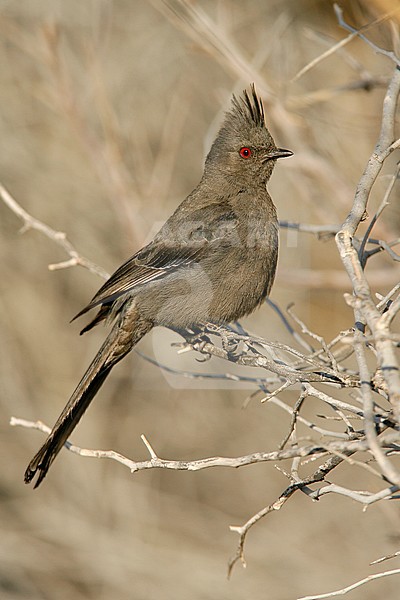 Adult female
Riverside Co., CA
April 2008 stock-image by Agami/Brian E Small,