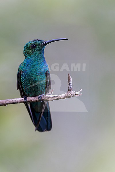 Green Mango (Anthracothorax viridis) Perched on a branch in Puerto Rico stock-image by Agami/Dubi Shapiro,
