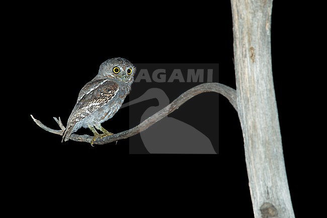 Adult Elf Owl (Micrathene whitneyi) in Brewster County, Texas, USA. stock-image by Agami/Brian E Small,