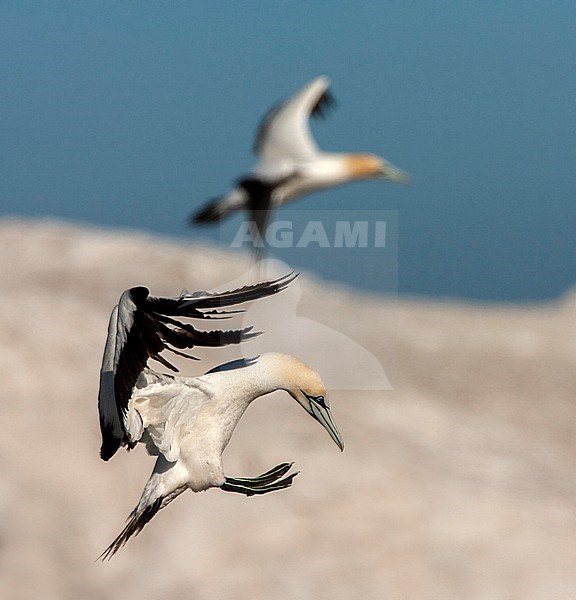Adult Cape Gannet (Morus capensis) landing at boulders at the coast at Lamberts Bay, South Africa. stock-image by Agami/Marc Guyt,