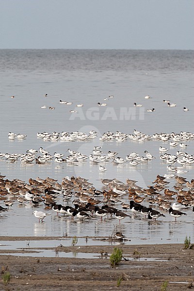 Grote groepen vogels in Westhoek; Bird flocks at Westhoek stock-image by Agami/Marc Guyt,