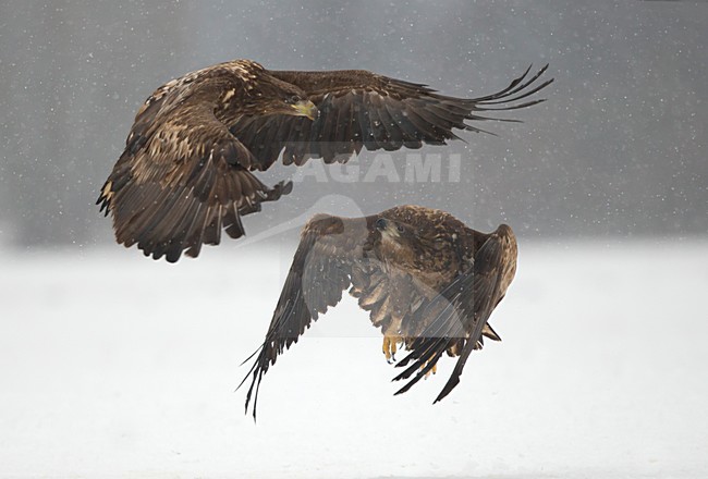 Zeearenden vechtend in de sneeuw, White-tailed Eagles fighting in the snow stock-image by Agami/Danny Green,