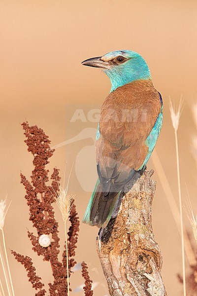 European Roller (Coracias garrulus), adult female perched on a dead trunk, Campania, Italy stock-image by Agami/Saverio Gatto,