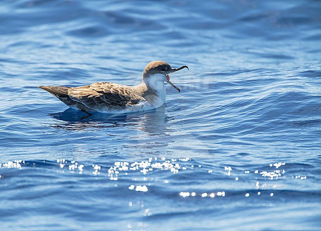 Great Shearwater (Puffinus gravis) at sea offshore the Azores, Portugal. Swimming at sea with backlight. stock-image by Agami/Marc Guyt,