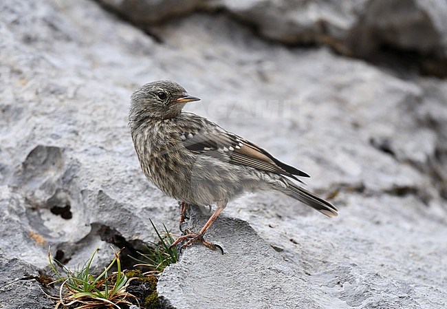 Juvenile Alpine Accentor (Prunella collaris) during late summer or early autumn in Spain. stock-image by Agami/Laurens Steijn,