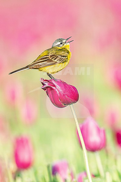 Singing male Blue-headed Wagtail (Motacilla flava flava). Singing from top of a pink colored tulip. stock-image by Agami/Menno van Duijn,