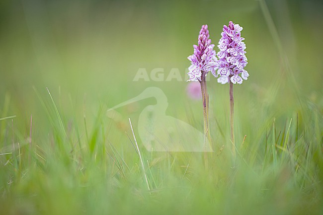 Spotted Orchid, Dactylorhiza maculata stock-image by Agami/Wil Leurs,