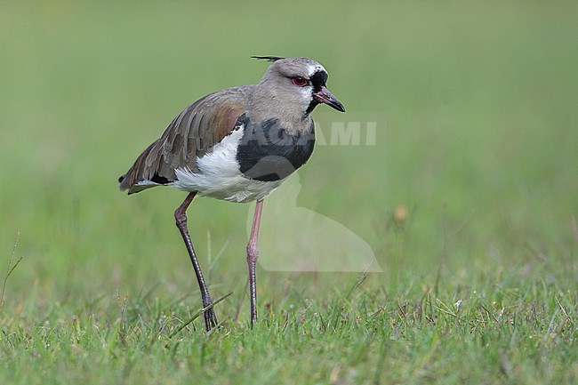 Southern Lapwing (Vanellus chilensis cayennensis) at Manizales, Colombia. stock-image by Agami/Tom Friedel,