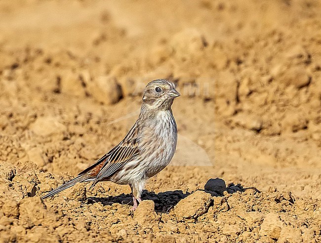 Probably hybrid Female Pine Bunting (Emberiza leucocephalos) X Yellohammer (Emberiza citrinella) in an agricultural field in Plateau du Gerny near Rochefort, Luxembourg, Belgium. stock-image by Agami/Vincent Legrand,