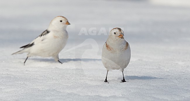 Sneeuwgors in winterkleed, Snow Bunting in winterplumage stock-image by Agami/Markus Varesvuo,